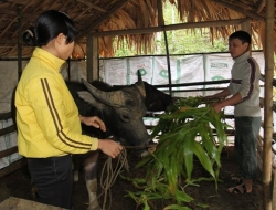 Kiểm tra việc phòng chống đói, rét cho vật nuôi